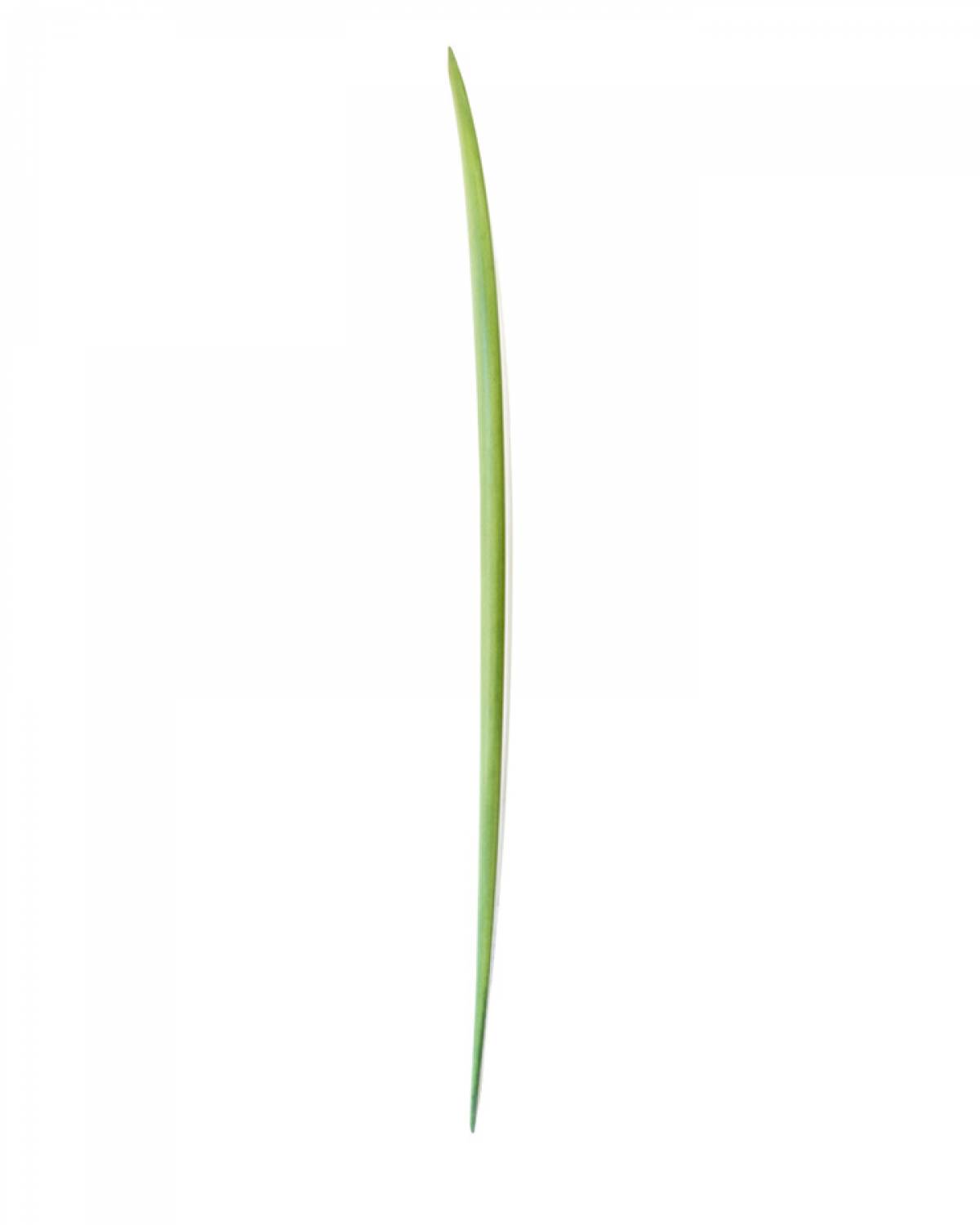 Buy the Panda Shiitake 5ft 10in Surfboard Online Now | Boardcave USA